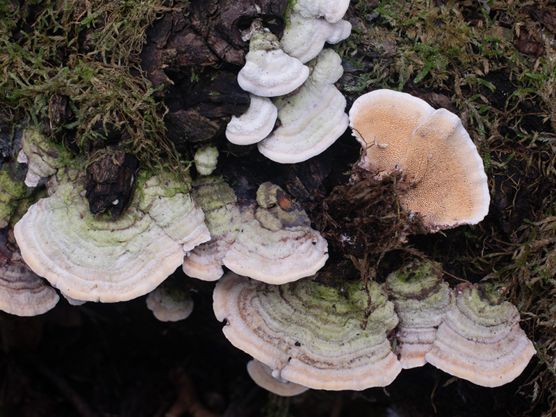 Steccherinum ochraceum